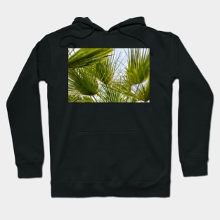 Palm leaves against blue sky Hoodie